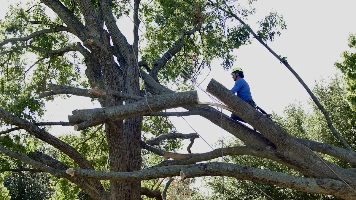 Professional Hazardous Tree Removal performed by certified arborists in Washington Depot